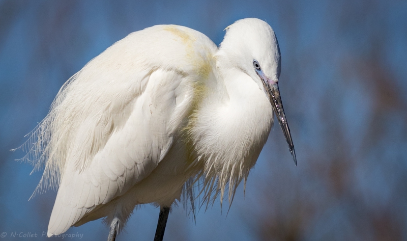 Aigrette_Garzette-4.jpg