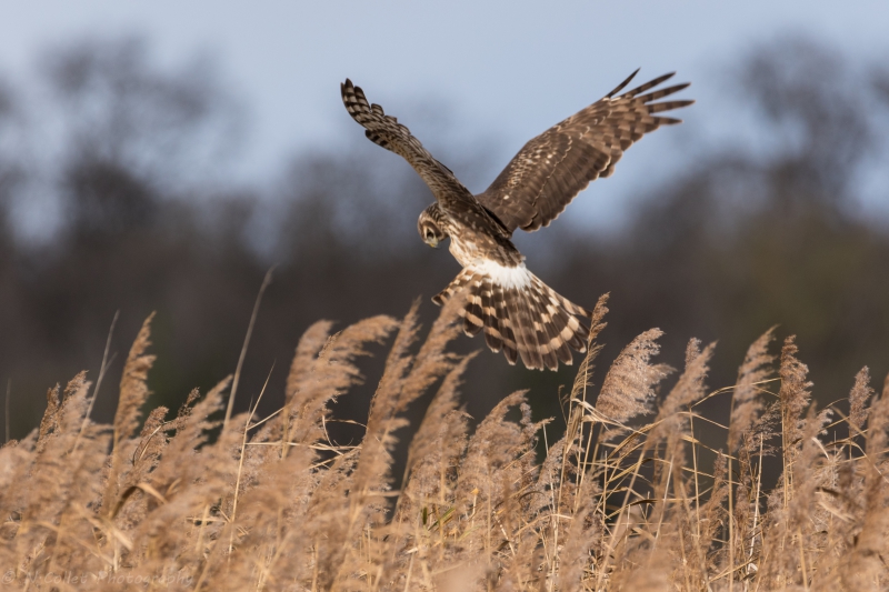 Photo Oiseaux