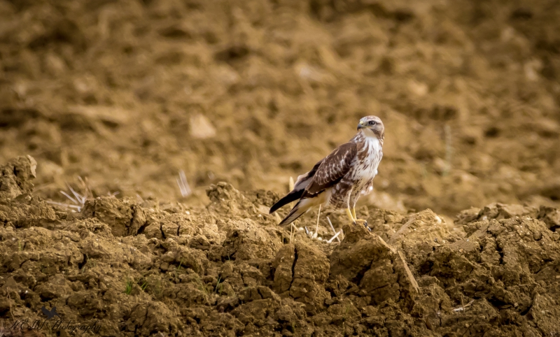 Buse_variable_Juvenile.jpg