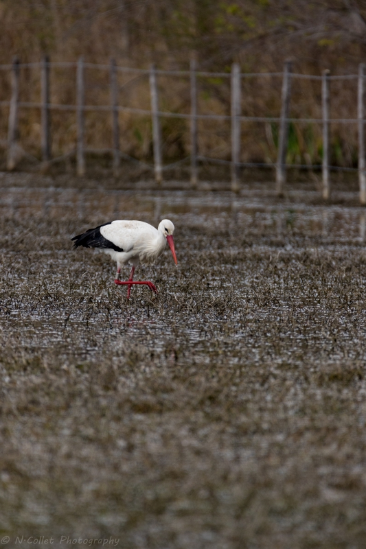 Cigogne-2.jpg