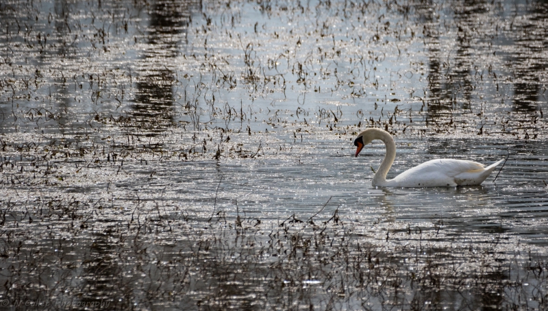 Cygne_tubercule-2.jpg