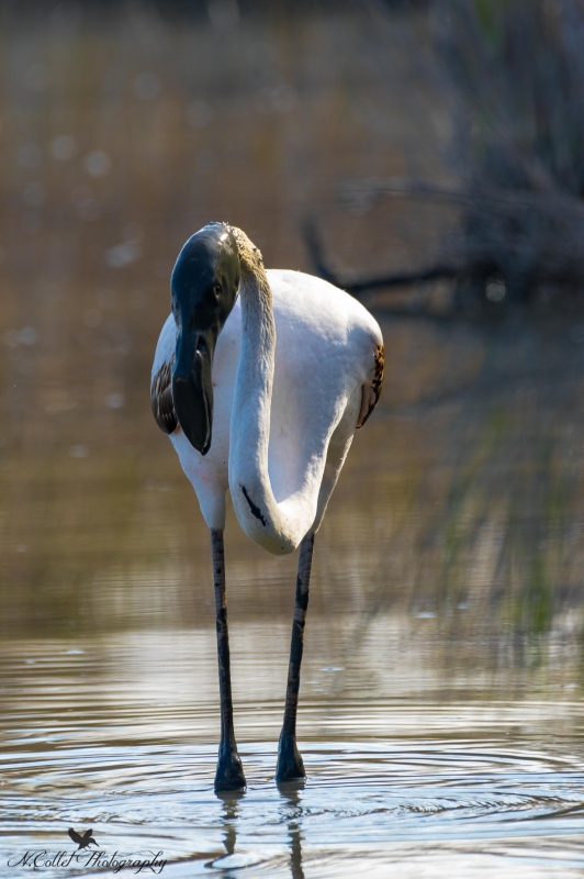 Flamant_boueux.jpg
