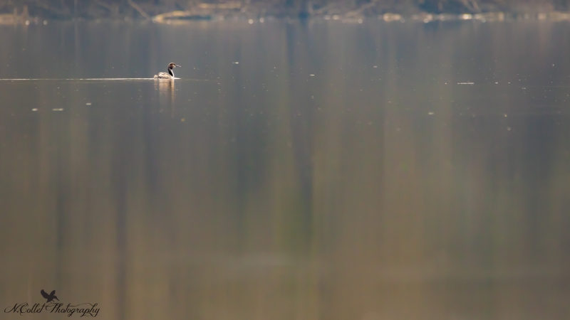 Grebe_huppe-4.jpg
