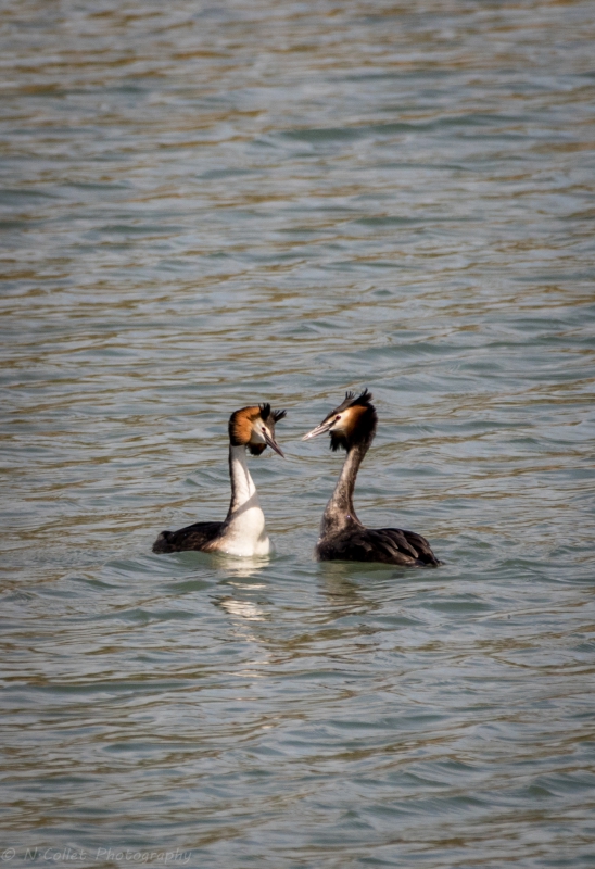 Grebe_huppe_parade_nuptiale2.jpg