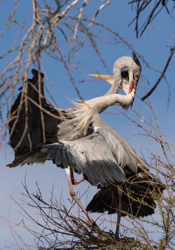Heron_fight.jpg
