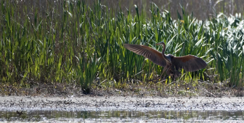 Heron_pourpre.jpg