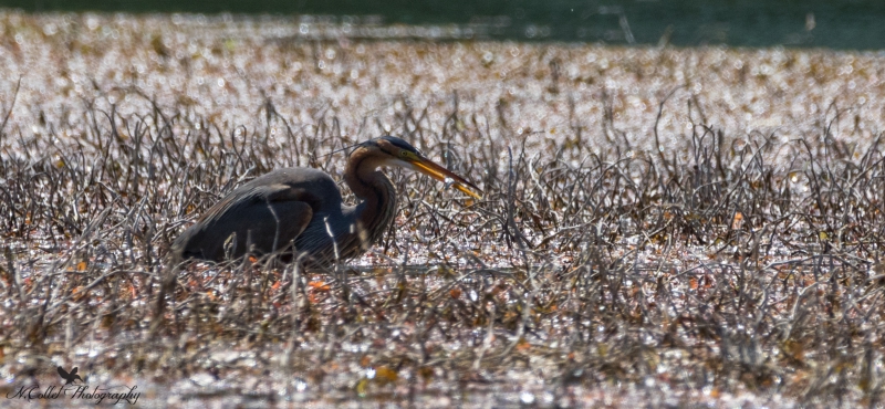 Heron_pourpre2.jpg