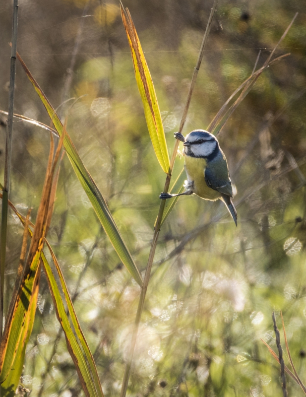 Photo Oiseaux