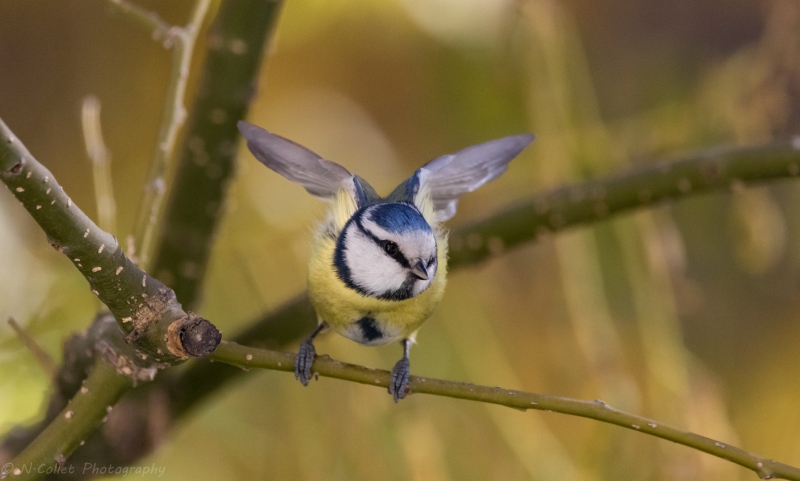 Photo Oiseaux
