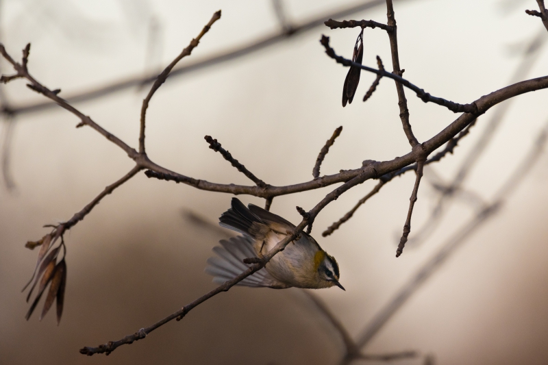 Photo Oiseaux