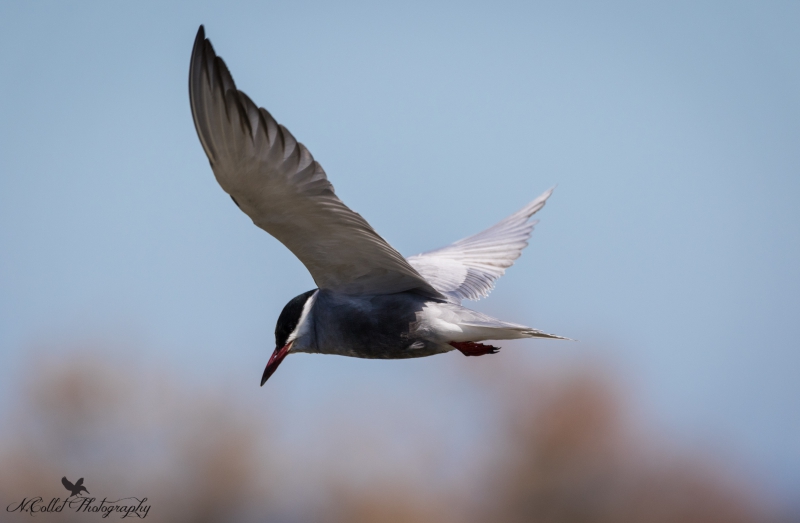 Sterne_pierregarin-3.jpg