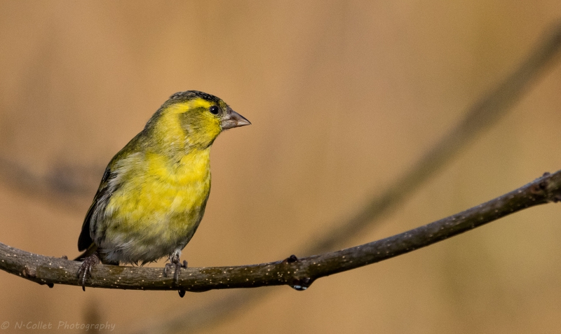 Photo Oiseaux