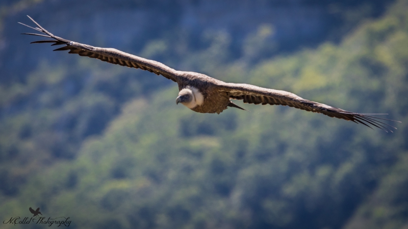 Vautour_fauve-2.jpg