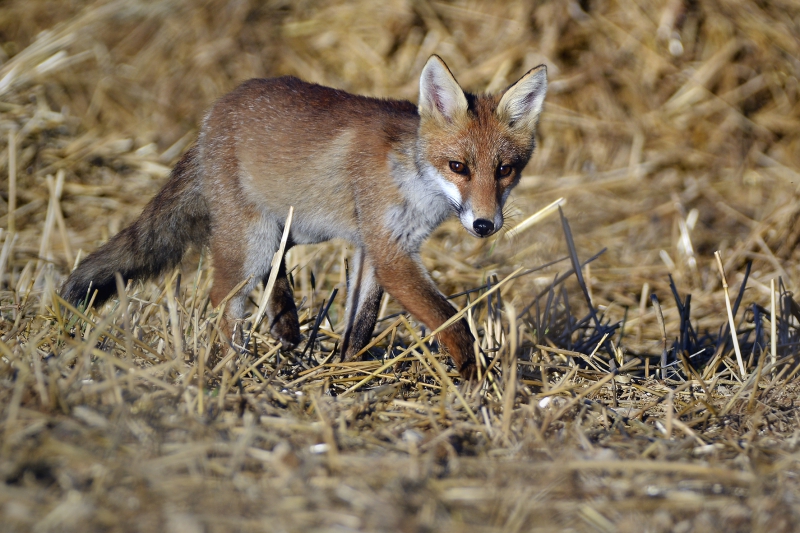 Photo Mammifères Renard roux (vulpes vulpes).