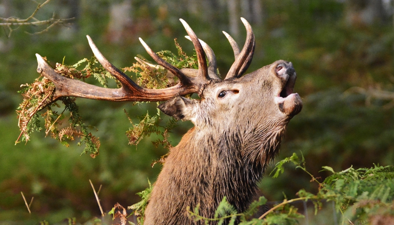 Photo Mammifères cerf élaphe.
