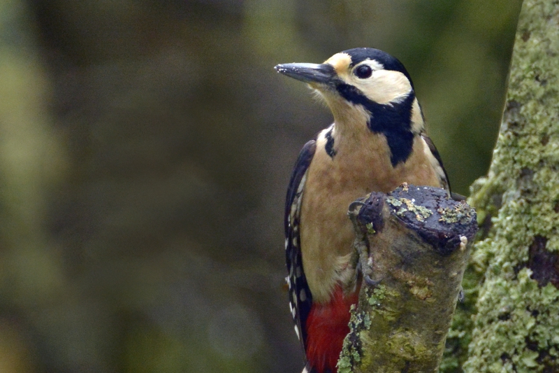 Photo Oiseaux Pic épeiche femelle.