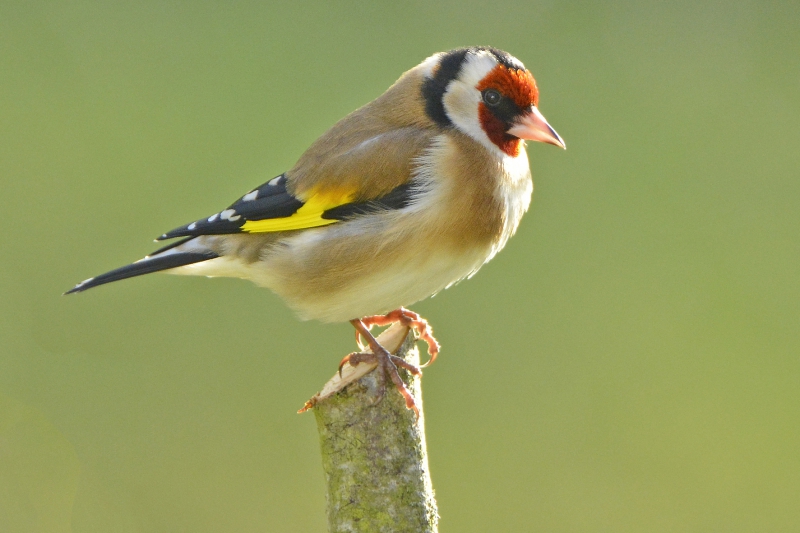 Photo Oiseaux Chardonneret élégant.