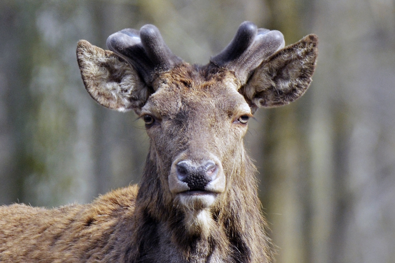 Photo Mammifères Cerf élaphe