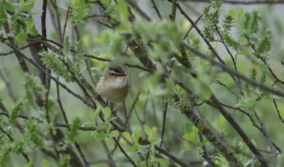 Identification Oiseaux