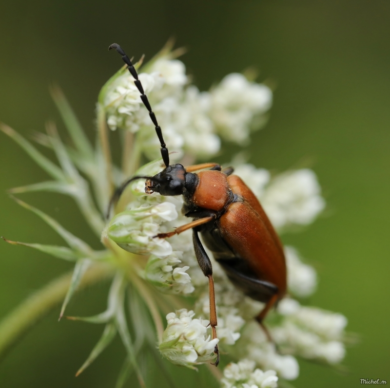 Insectes et Araignées Lepture rouge