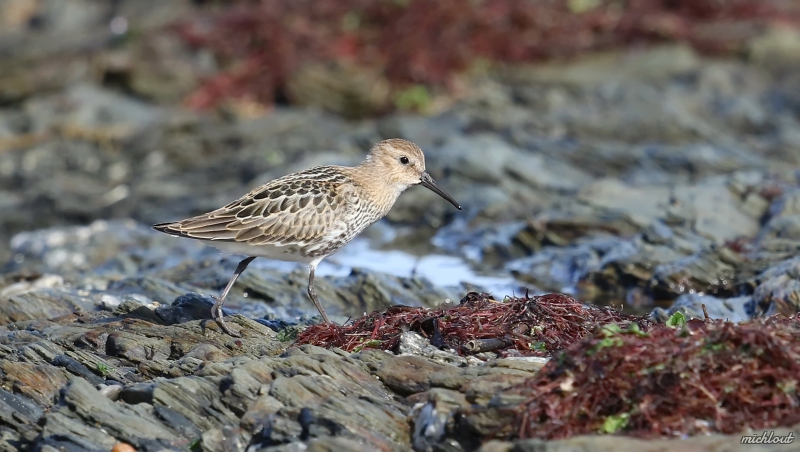 Oiseaux Bécasseau variable juvénile