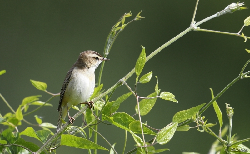 Oiseaux
