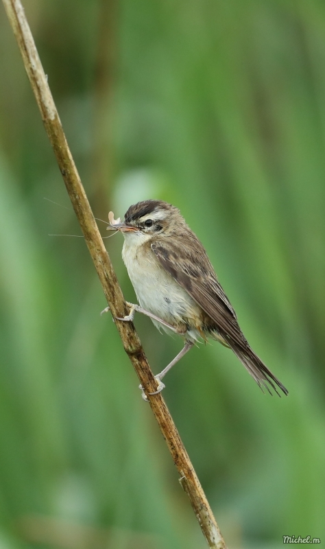 Oiseaux