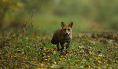 Mammifères Renard