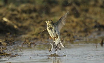 Oiseaux Pipit farlouse (Anthus pratensis)