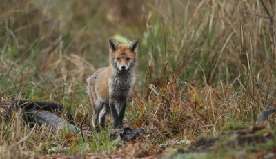 Mammifères Renard roux (vulpes vulpes).