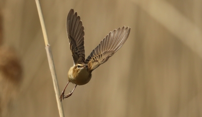 Oiseaux Phragmite des Joncs