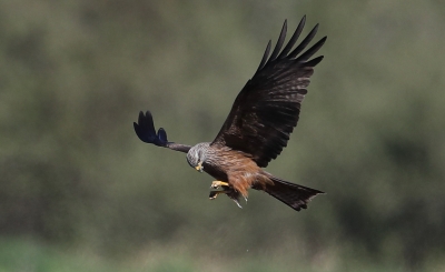 Oiseaux Milan royal (Milvus milvus)