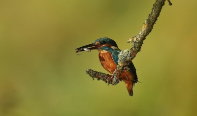 Oiseaux Martin-pêcheur