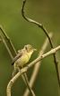 Oiseaux Hypolaïs polyglotte (Hippolais polyglotta)