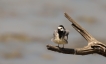 Oiseaux Bergeronnette grise (Motacilla alba)