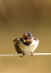 Oiseaux Hirondelle rustique (Hirundo rustica)