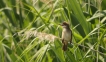 Oiseaux rousserolle effarvatte