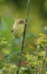 Oiseaux Hypolaïs polyglotte (Hippolais polyglotta)