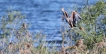 Oiseaux Héron pourpré (Ardea purpurea)