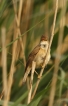 Oiseaux Locustelle luscinioide