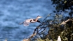 Oiseaux Héron pourpré (Ardea purpurea)