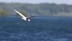 Oiseaux Spatule blanche (Platalea leucorodia)