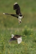 Oiseaux Vanneau huppé