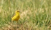 Oiseaux Bergeronette printanière (Motacilla flava)