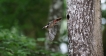 Oiseaux Pic épeiche (Dendrocopos major)
