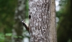 Oiseaux Pic épeiche (Dendrocopos major)