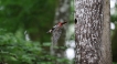 Oiseaux Pic épeiche (Dendrocopos major)