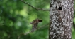 Photo nature