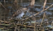 Oiseaux Bécassine des marais (Gallinago gallinago)