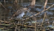 Oiseaux Bécassine des marais (Gallinago gallinago)